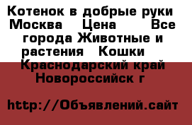 Котенок в добрые руки. Москва. › Цена ­ 5 - Все города Животные и растения » Кошки   . Краснодарский край,Новороссийск г.